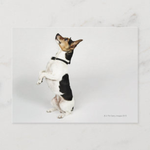 Porträtt av Jack Russell-hund som sitter upp Vykort
