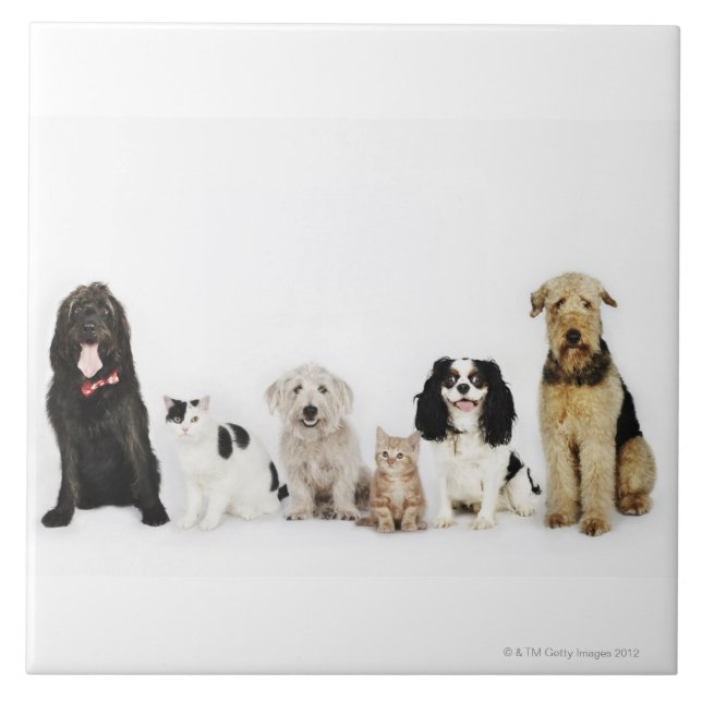 Porträtt av katter och hundar som tillsammans kakelplatta (Framsidan)