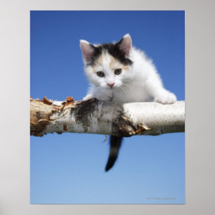 Porträtt av kattungen poster