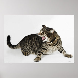 Porträtt av kattväsningen poster
