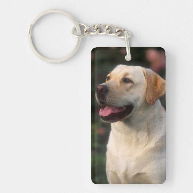 Porträtt av labrador retriever, Hilton (Framsidan)