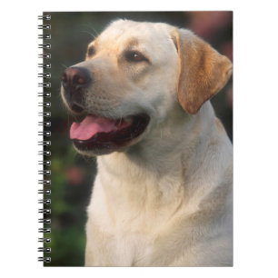 Porträtt av labrador retriever, Hilton Anteckningsbok Med Spiral