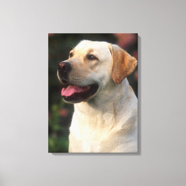 Porträtt av labrador retriever, Hilton Canvastryck (Framsida)