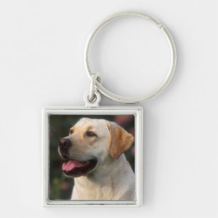 Porträtt av labrador retriever, Hilton Fyrkantig Silverfärgad Nyckelring