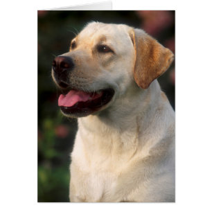 Porträtt av labrador retriever, Hilton Hälsningskort