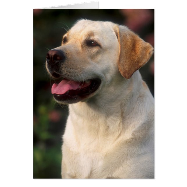 Porträtt av labrador retriever, Hilton Hälsningskort (Framsidan)