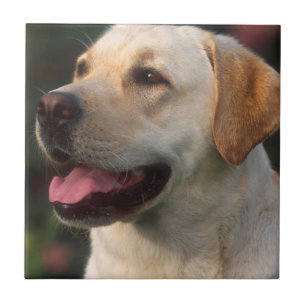 Porträtt av labrador retriever, Hilton Kakelplatta