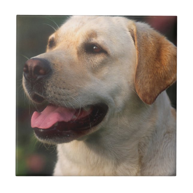 Porträtt av labrador retriever, Hilton Kakelplatta (Framsidan)