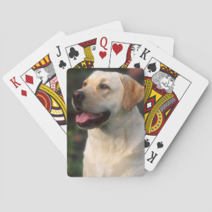 Porträtt av labrador retriever, Hilton Kortlek