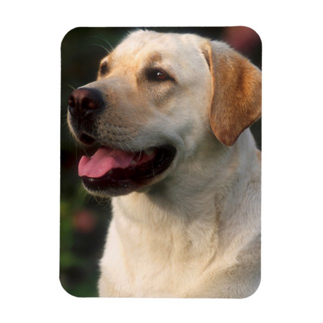 Porträtt av labrador retriever, Hilton Magnet (Vertikal)