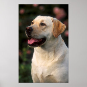 Porträtt av labrador retriever, Hilton Poster