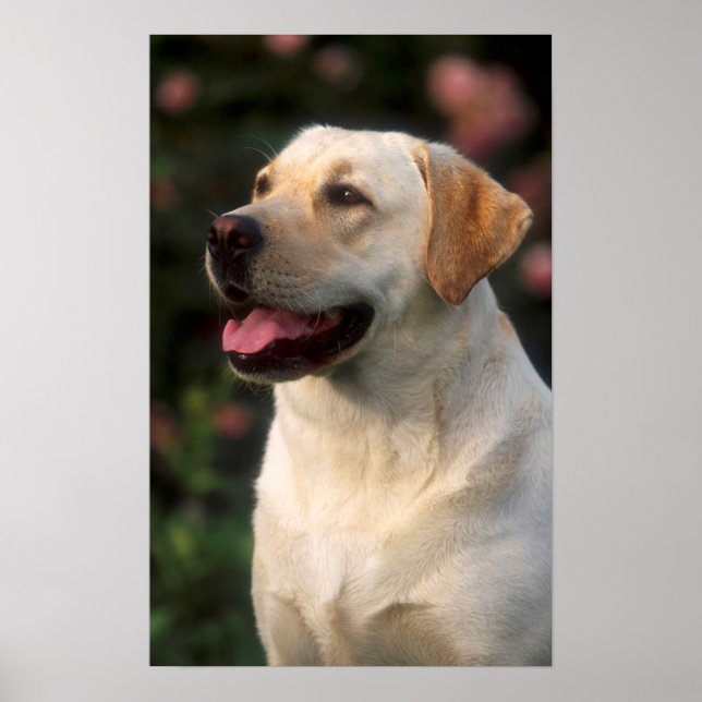 Porträtt av labrador retriever, Hilton Poster (Framsidan)