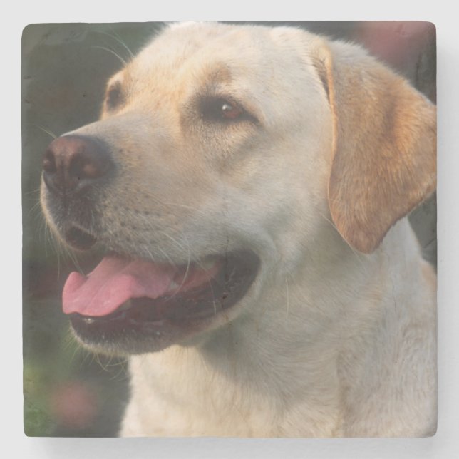 Porträtt av labrador retriever, Hilton Underlägg Sten (Framsidan)