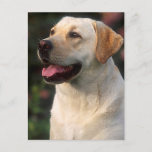 Porträtt av labrador retriever, Hilton Vykort