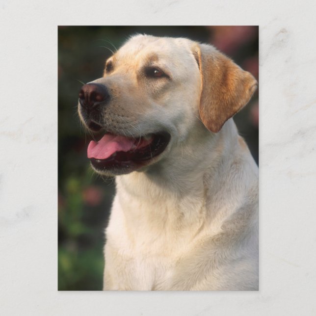Porträtt av labrador retriever, Hilton Vykort (Framsida)