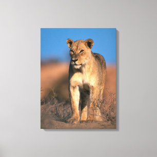 Porträtt av lejonhona (Panthera Leo) Canvastryck