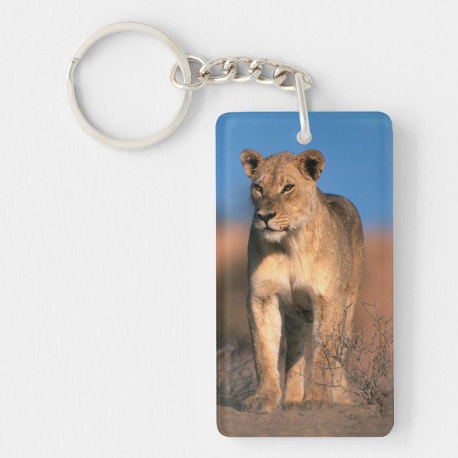Porträtt av lejoninna (Panthera Leo) (Framsidan)