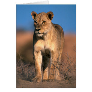 Porträtt av lejoninna (Panthera Leo) Hälsningskort