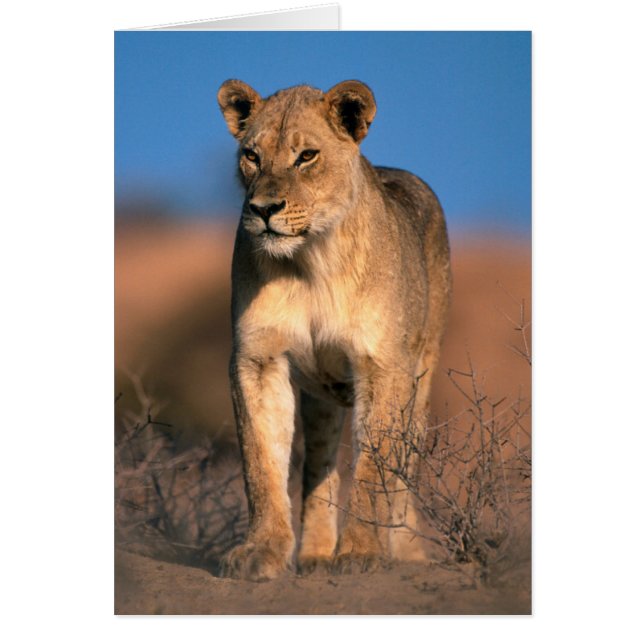 Porträtt av lejoninna (Panthera Leo) Hälsningskort (Framsidan)