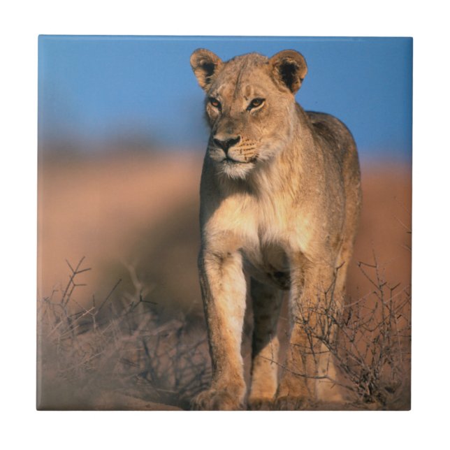 Porträtt av lejoninna (Panthera Leo) Kakelplatta (Framsidan)