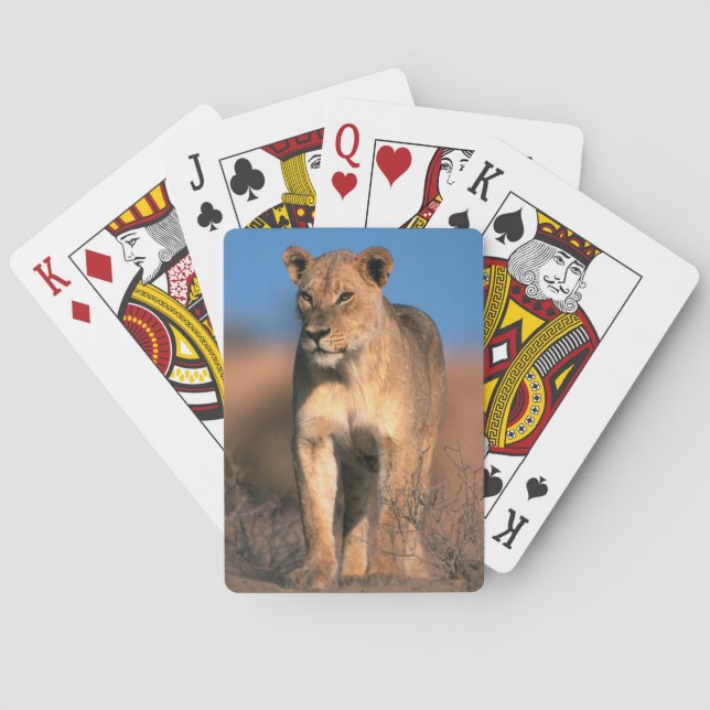Porträtt av lejoninna (Panthera Leo) Kortlek (Baksidan)