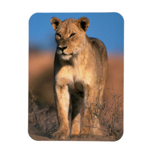 Porträtt av lejoninna (Panthera Leo) Magnet