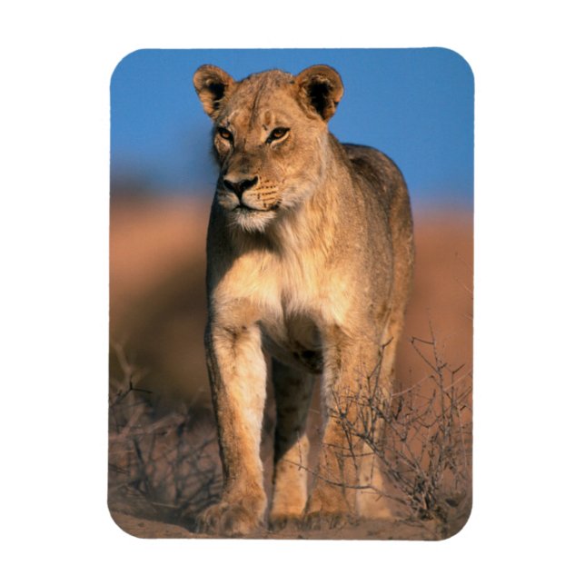 Porträtt av lejoninna (Panthera Leo) Magnet (Vertikal)