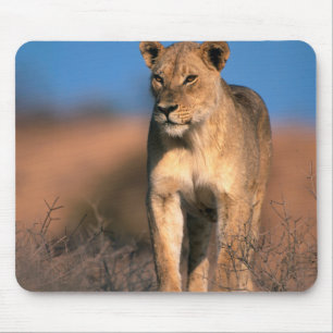 Porträtt av lejoninna (Panthera Leo) Musmatta