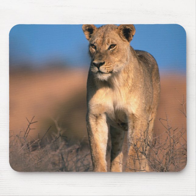 Porträtt av lejoninna (Panthera Leo) Musmatta (Framsidan)