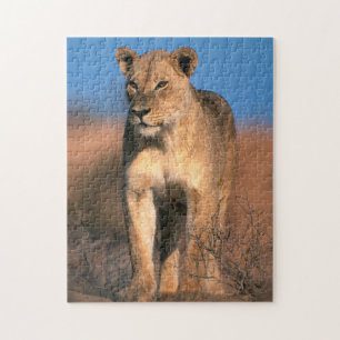 Porträtt av lejoninna (Panthera Leo) Pussel
