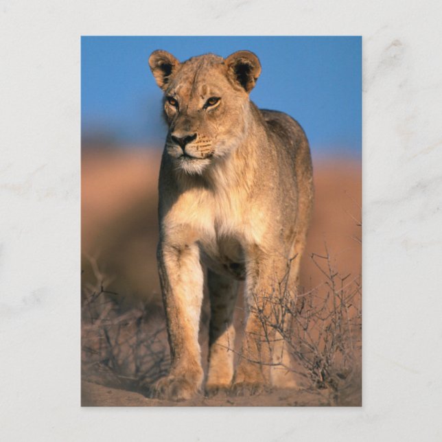 Porträtt av lejoninna (Panthera Leo) Vykort (Framsida)