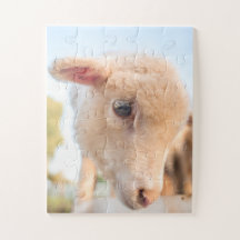 Porträtt av lite lamm