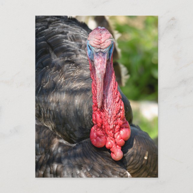 Porträtt av manlig kalkon vykort (Framsida)