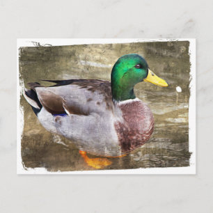 Porträtt av manliga gräsänder vykort