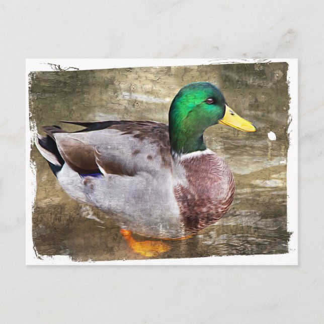 Porträtt av manliga gräsänder vykort (Framsida)