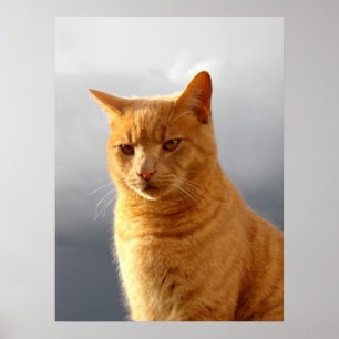 Porträtt av Merlin den ljust rödbrun katten Poster