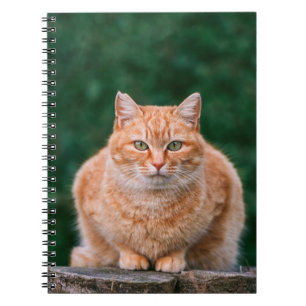 Porträtt av orange tabbykatt på trästubbe anteckningsbok