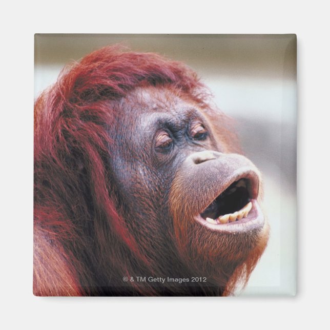 Porträtt av orangutan magnet (Framsidan)
