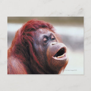 Porträtt av orangutan vykort