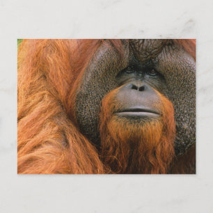 Porträtt av orangutang-hane, Georgia, USA Vykort
