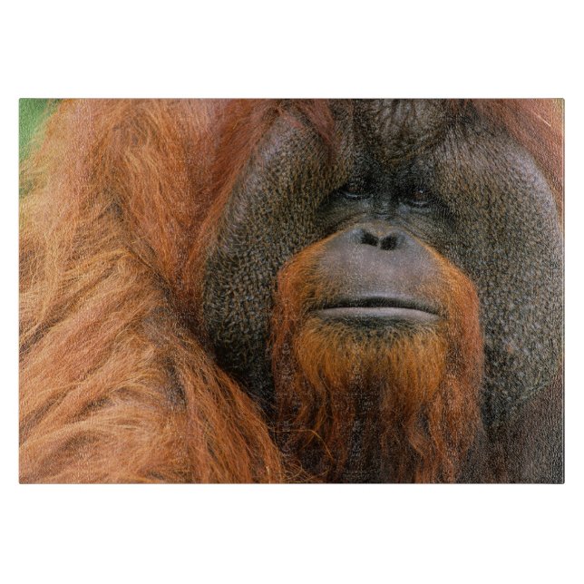 Porträtt av orangutang manlig, Georgia, USA (Framsidan)