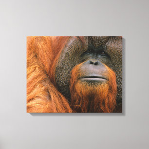 Porträtt av orangutang manlig, Georgia, USA Canvastryck