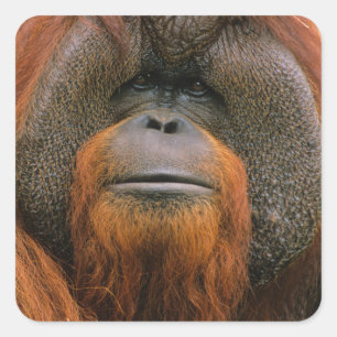 Porträtt av orangutang manlig, Georgia, USA Fyrkantigt Klistermärke