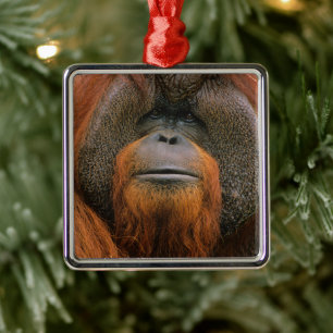 Porträtt av orangutang manlig, Georgia, USA Julgransprydnad Metall