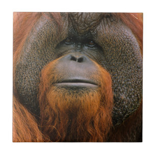Porträtt av orangutang manlig, Georgia, USA Kakelplatta