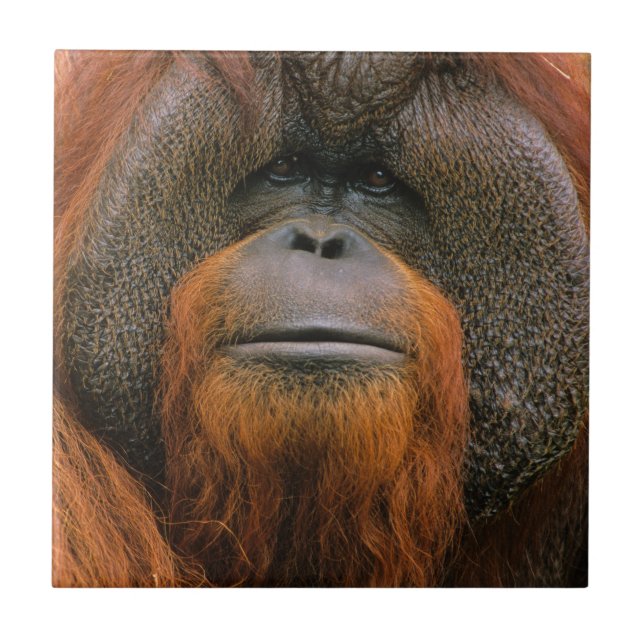 Porträtt av orangutang manlig, Georgia, USA Kakelplatta (Framsidan)