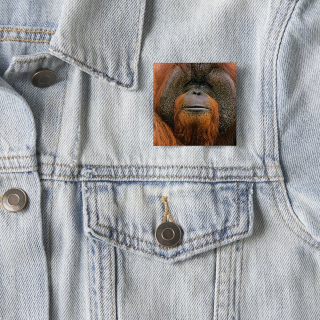 Porträtt av orangutang manlig, Georgia, USA Knapp (In Situ)