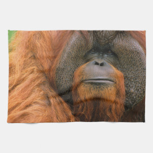 Porträtt av orangutang manlig, Georgia, USA Kökshandduk