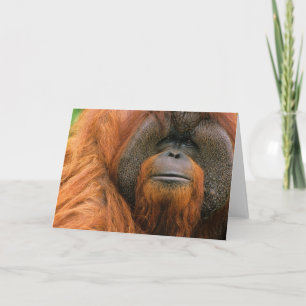 Porträtt av orangutang manlig, Georgia, USA Kort