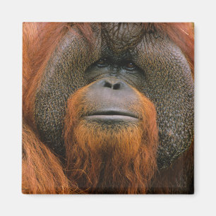 Porträtt av orangutang manlig, Georgia, USA Magnet
